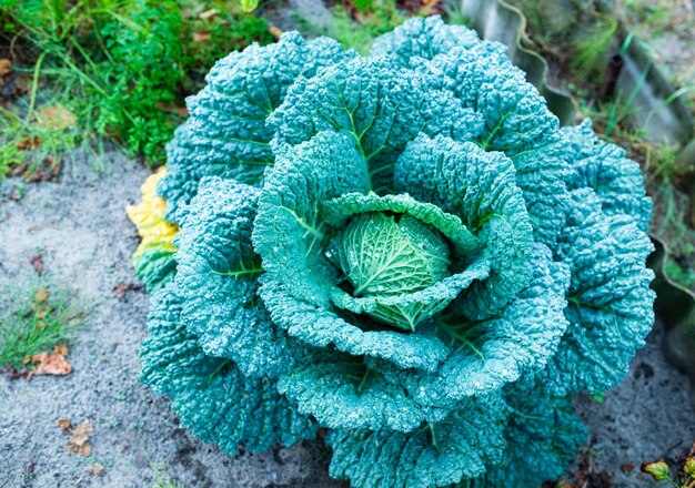 Tête de chou à larges feuilles poussant dans le potager