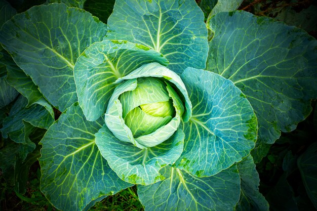 Tête de chou vert frais. Concept de culture de légumes.