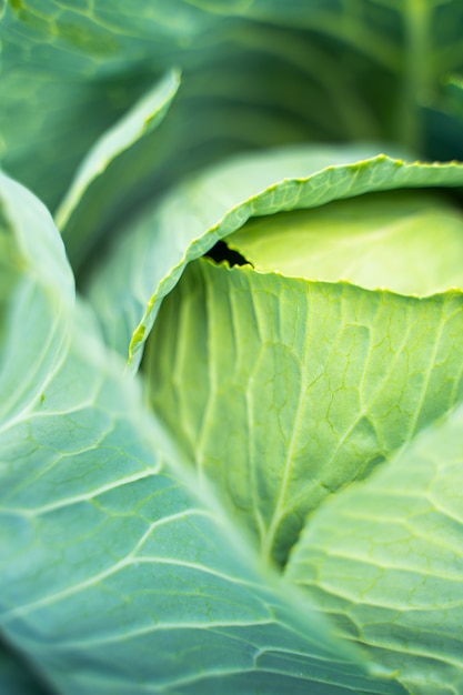 Tête de chou vert frais. Concept de culture de légumes.