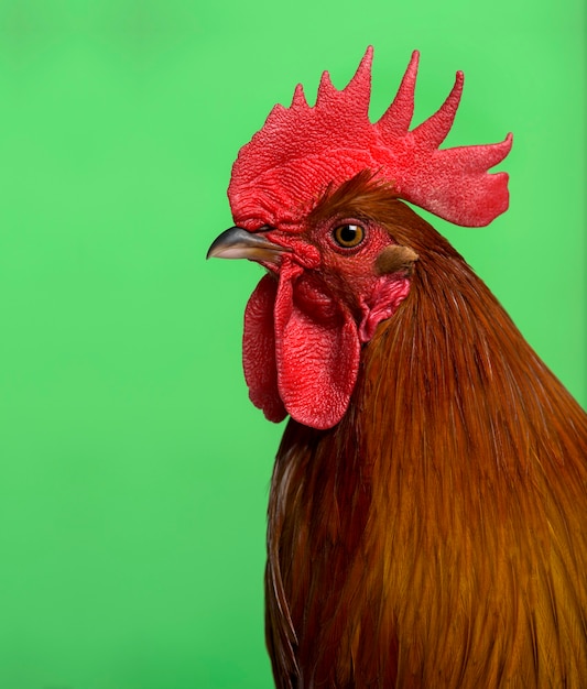 Tête de coq ardennaise sur fond vert