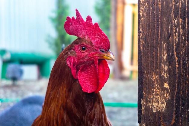 Une tête de coq avec une crête rouge dans une ferme