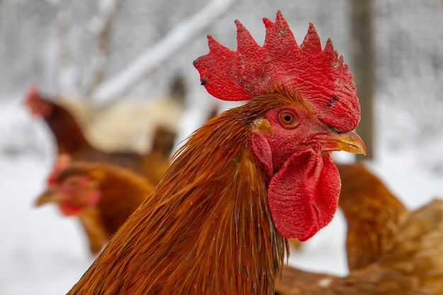 Tête d'un coq rouge Arrière-plan flou