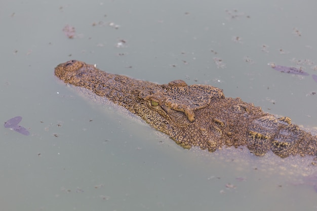 Photo tête de crocodile, alligator