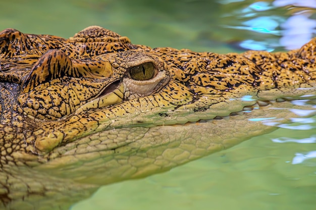 Photo tête de crocodile avec bouche dentée et œil jaune isolée près d'un fond vert