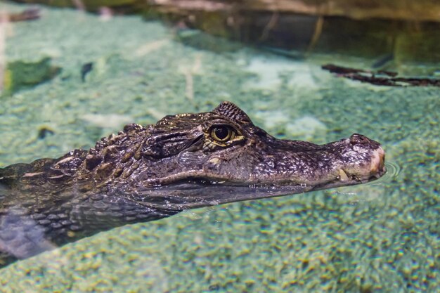 Tête d'un crocodile dans l'eau claire, vue rapprochée.