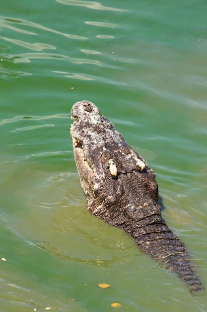 Tête de crocodile dans l'eau