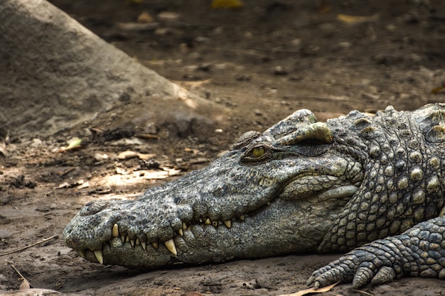 Tête de crocodile sur le sol dans l&#39;étang