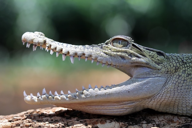 Tête de crocodile en train de bronzer sur bois