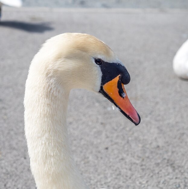 Tête de cygne blanc