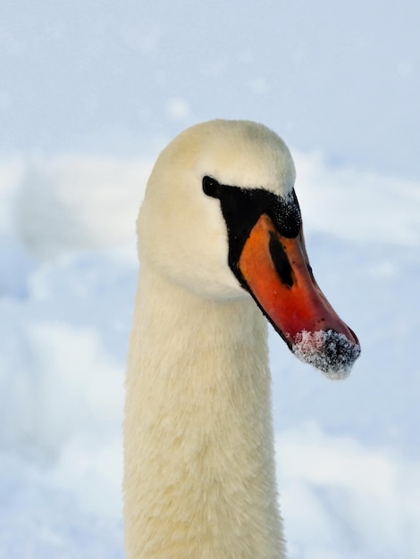 Tête de cygne avec de la neige sur le bec en hiver