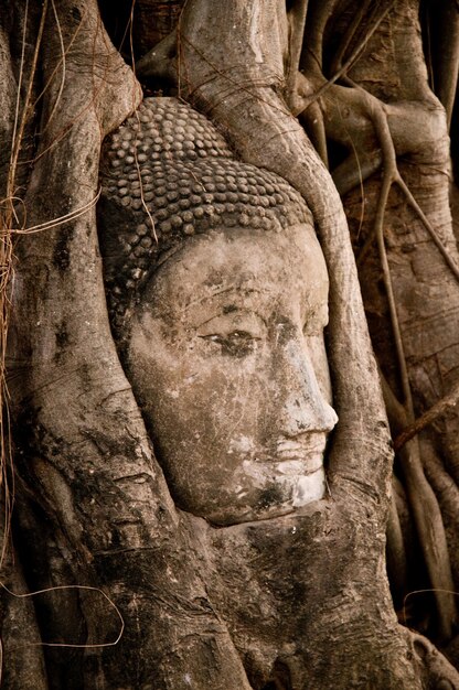 Photo la tête du bouddha étranglée par les racines.