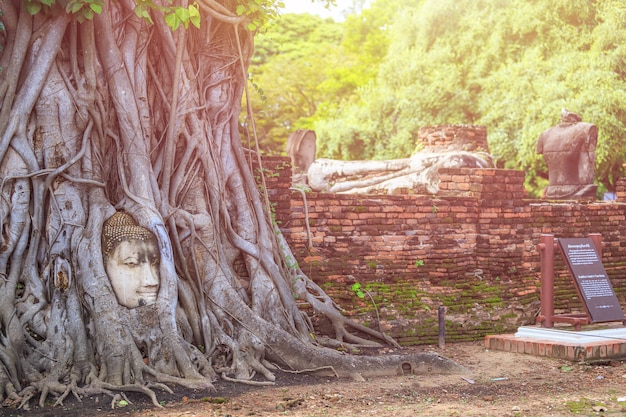 Photo tête du bouddha de grès dans la racine du grand arbre