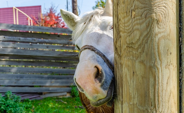 Photo la tête du cheval est près du poteau.