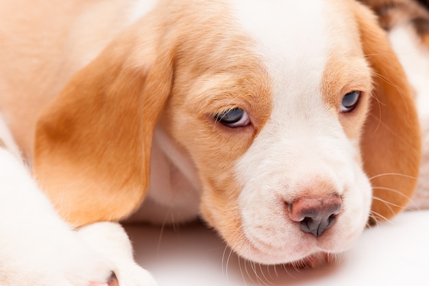 La tête du chiot Beagle rouge sur fond blanc