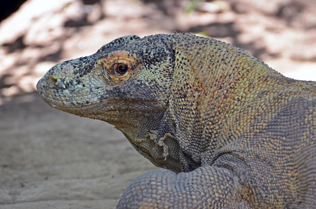 Tête du lézard Varan en gros plan dans la forêt tropicale.