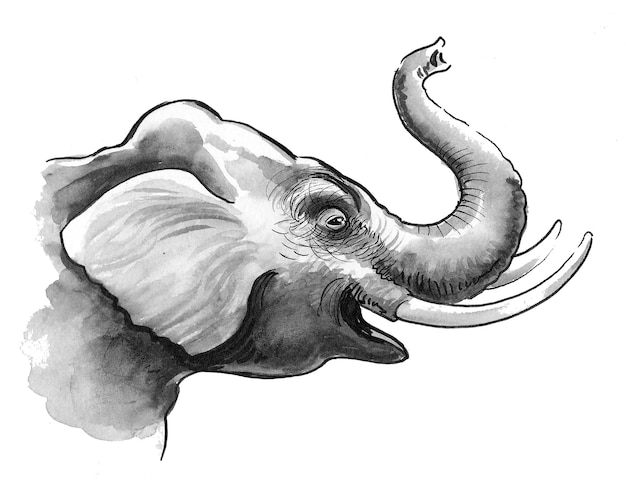 Tête d'éléphant. Dessin à l'encre et à l'aquarelle