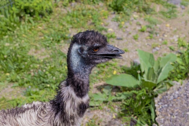 Photo tête d'émeu d'australie avec oreille, œil et bec ouvert. oiseau sauvage.