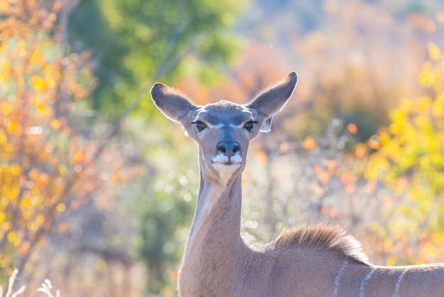 Tête féminine mignonne élégante Kudu se bouchent et portrait