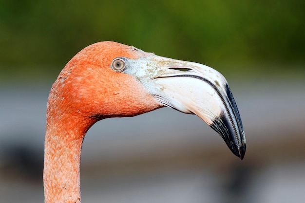 tête de flamant rose