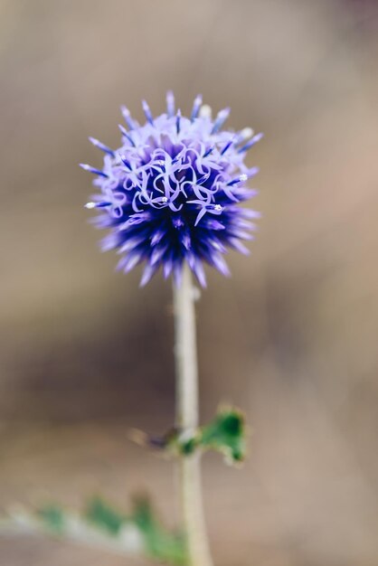 Tête de fleur de chardon sauvage