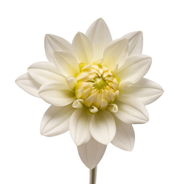 Tête de fleur de dahlia blanc isolé sur fond blanc Jardin de printemps Mise à plat Vue de dessus