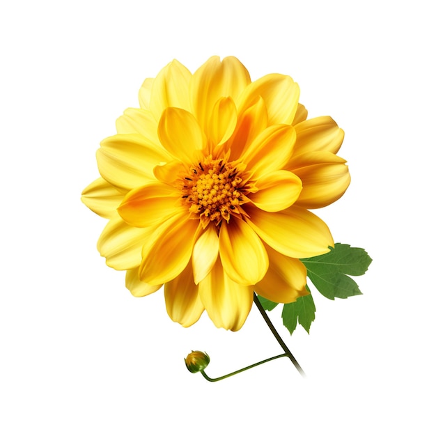 Tête de fleur Dahlia jaune isolé sur fond blanc Jardin de printemps Mise à plat Vue de dessus