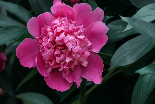 Tête de fleur de pioie rose violette