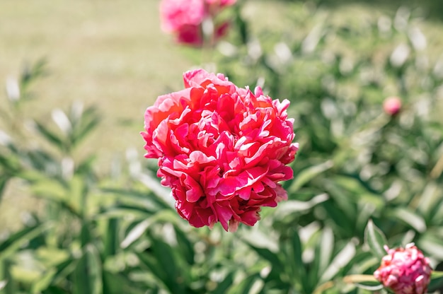 tête de fleur de pivoine rose en pleine floraison sur les feuilles vertes floues et l'herbe