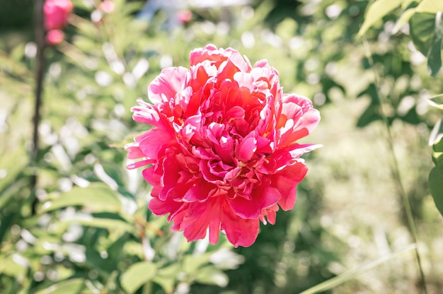 tête de fleur de pivoine rose en pleine floraison sur les feuilles vertes floues et l'herbe