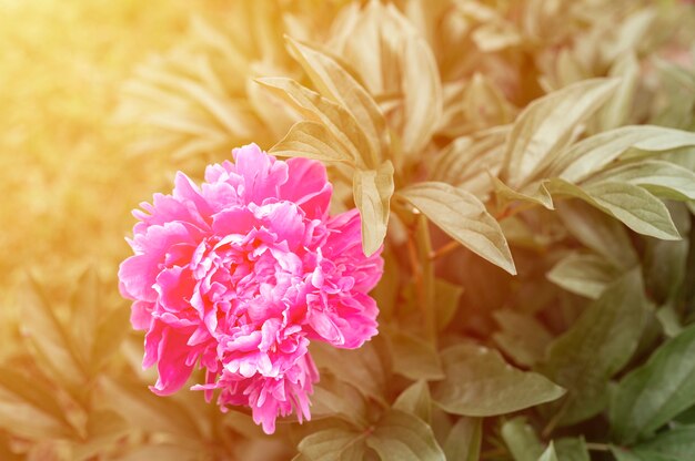 Tête de fleur de pivoine rose en pleine floraison sur fond de feuilles vertes et d'herbe dans le jardin floral par une journée d'été ensoleillée. éclater