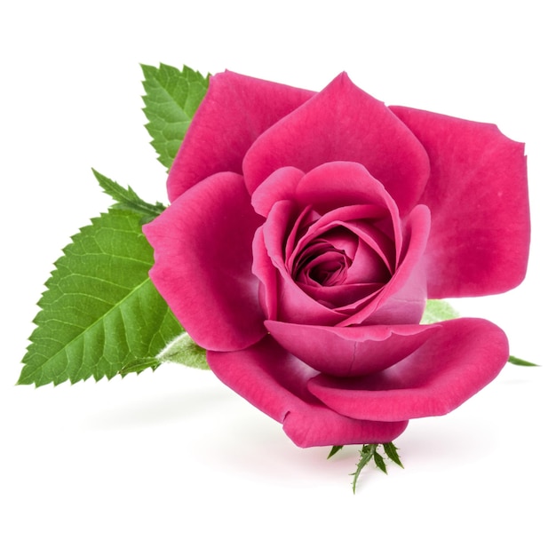 Tête de fleur rose rose isolé sur fond blanc découpe