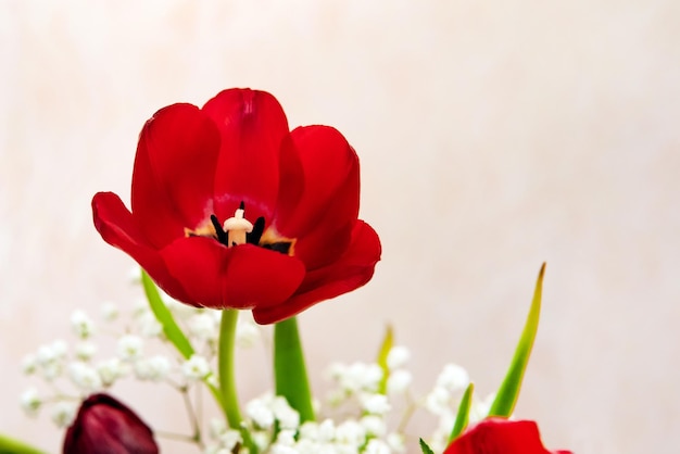 Tête de fleur de tulipe rouge