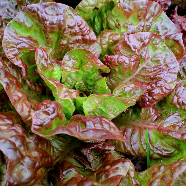 Photo une tête fraîche de salade de laitue rouge en gros plan