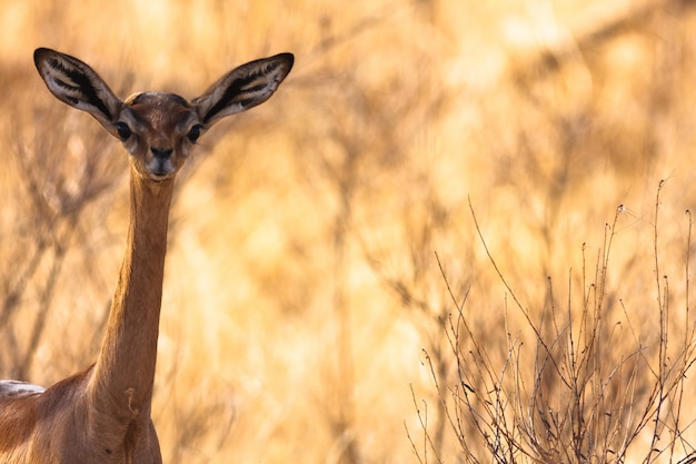 Tête de gazelle. Gerenuk près d'un arbre. Samburu, Kenya.