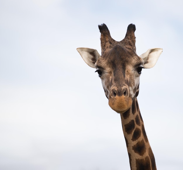 La tête d'une girafe sur fond clair le grand animal africain