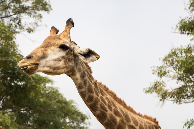 la tête de girafe se bouchent dans le zoo