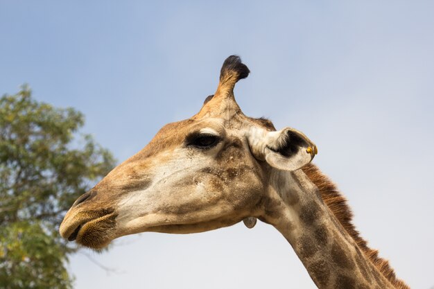 la tête de girafe se bouchent dans le zoo