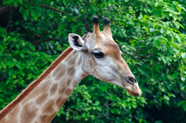 Tête de girafe