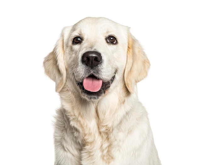 Tête d'un Golden Retriever haletant isolé sur blanc