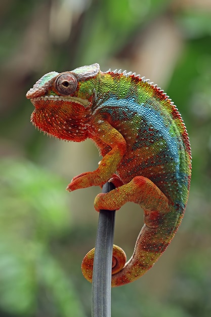 Tête de gros plan de caméléon panthère caméléon panthère grimpant sur une branche belle couleur de camélé