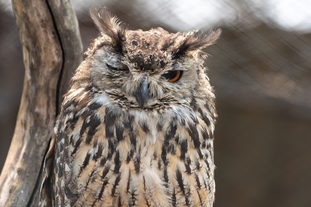 Tête d'un hibou grand-duc d'Eurasie