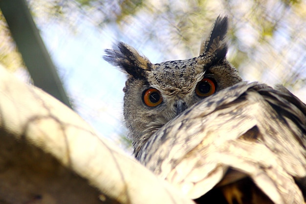 La tête d'un hibou