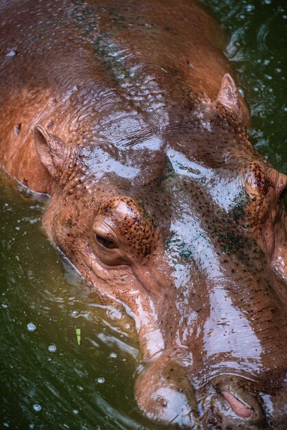 La tête de l'hippopotame adulte