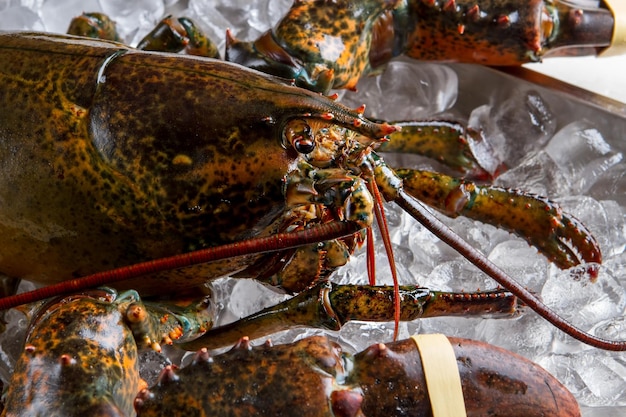 Tête de homard. Homard cru et glaçons. Il vous regarde droit. Le monde animal envoie des salutations.