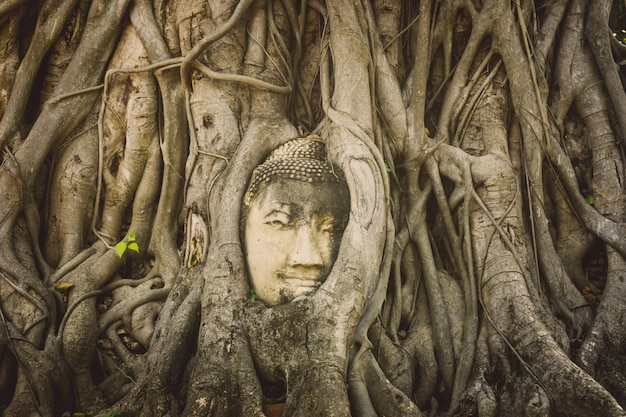 La tête de l'image de bouddha de grès. Tête de bouddha en pierre à l'intérieur de la racine du Wat Mahathat à AYutthaya, Thaïlande. Parc historique d'Ayutthaya. Incroyable Thaïlande. Ancienne statue de Bouddha dans le temple d'Ayutthaya