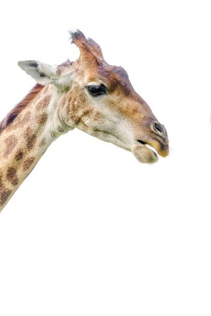 La tête d'une jeune belle girafe Monde de la faune