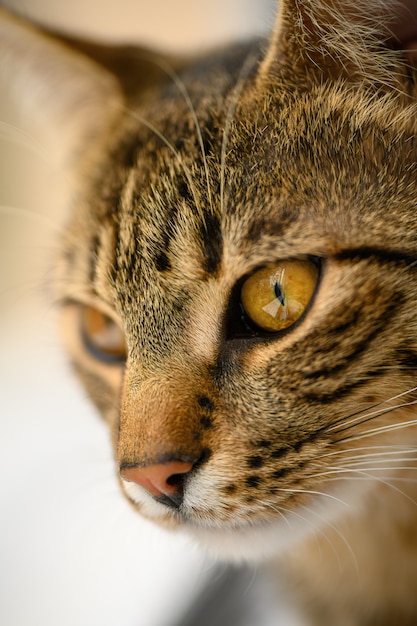 Tête de jeune chat européen à poil court