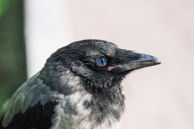 Tête de jeune corbeau