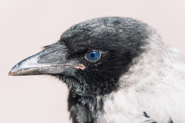 Photo tête de jeune corbeau