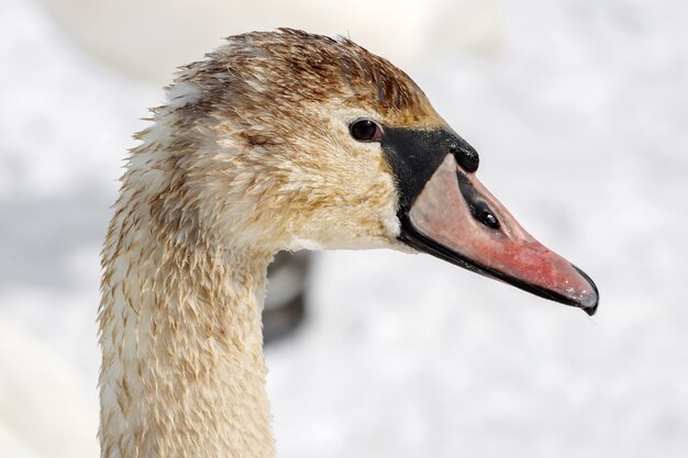 Tête de jeune cygne blanc close-up contre la neige sur la rive du fleuve en journée d'hiver ensoleillée. Vue de côté